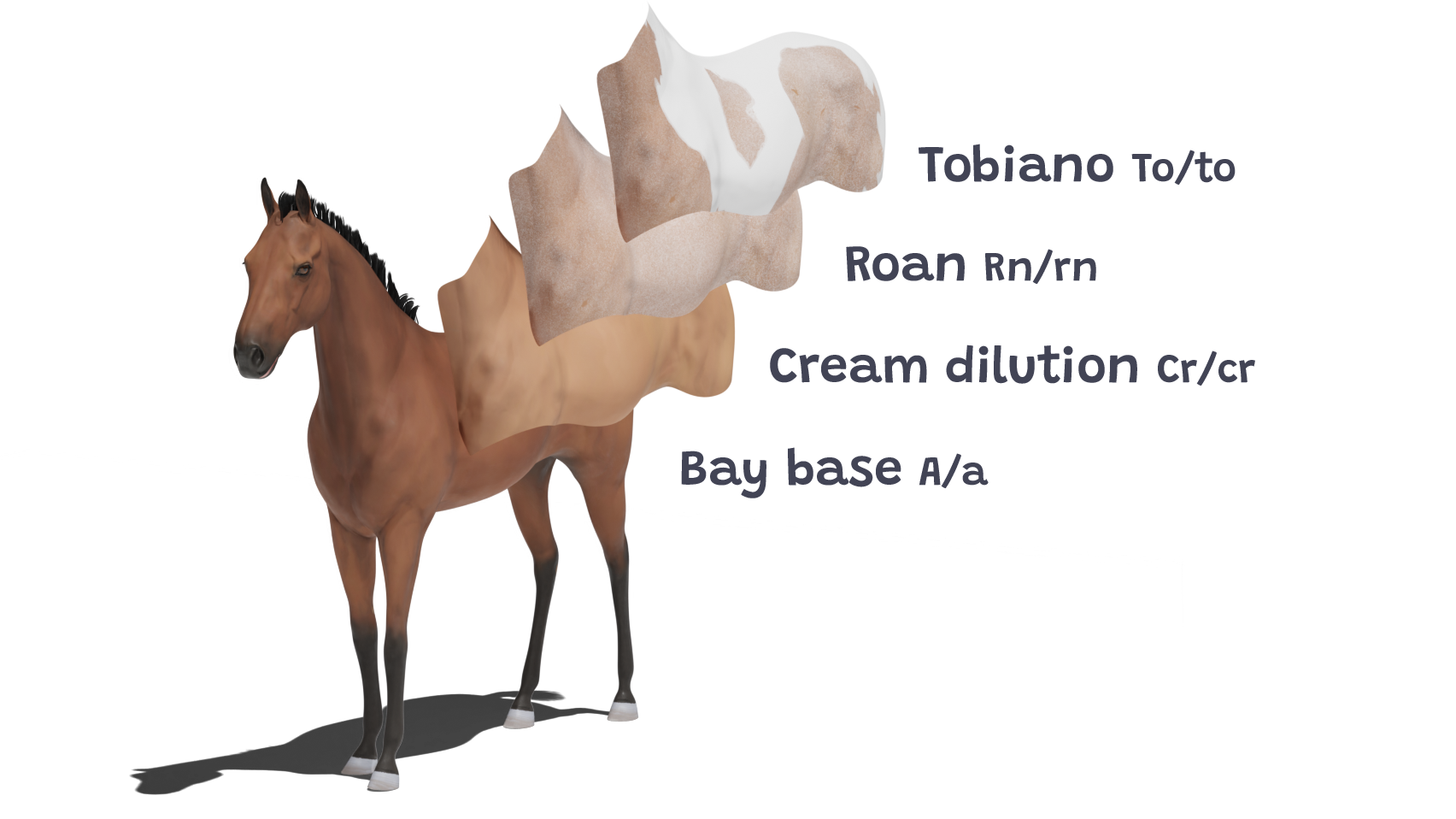 Coat color genetics