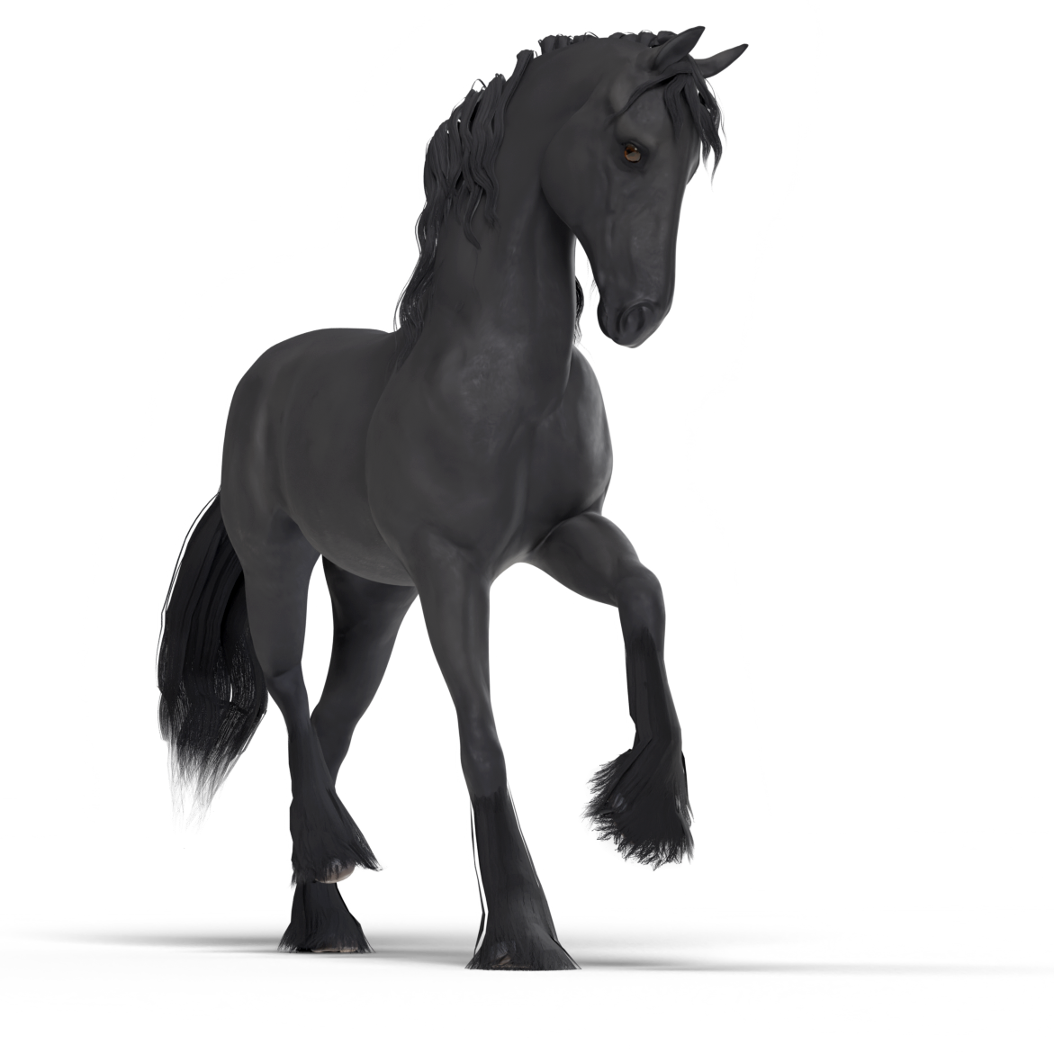 Friesian horse